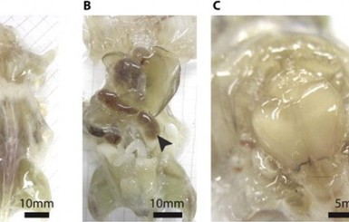 Ученые из США заставили мышь просвечиваться насквозь