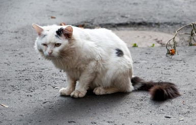 В Киеве из-за кота избили мужчину