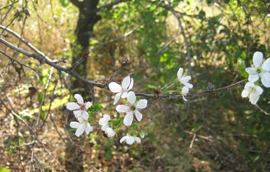 Под Харьковом зацвели вишни