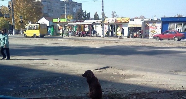 В Луганске собака ждет возвращения своих хозяев, сидя напротив дома 