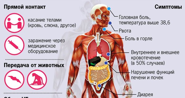 Вирус Эбола: признаки и пути заражения