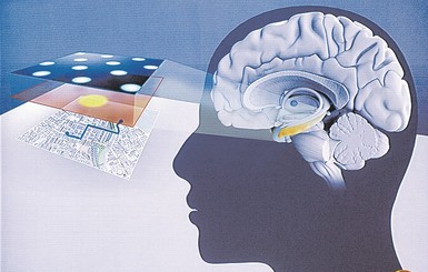 Открытие лауреатов Нобелевки поможет создать протез мозга