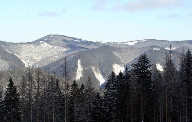 В Карпатах выбирают самую красивую елку для Киева