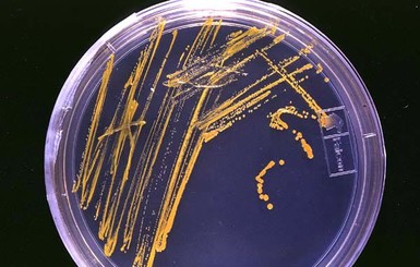 Бактерии поздравили христиан с Рождеством