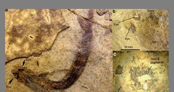 В США найдена рыба возрастом 300 миллионов лет с 