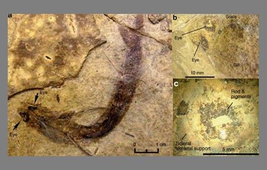 В США найдена рыба возрастом 300 миллионов лет с 