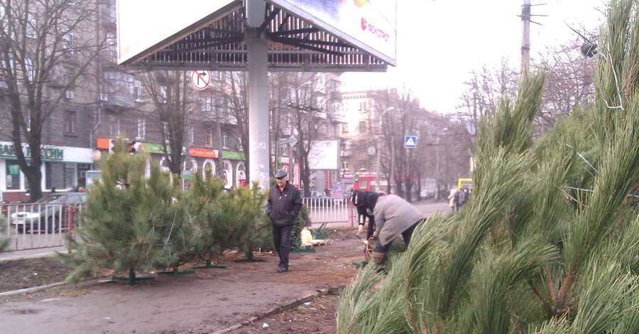 В Днепропетровске пропали елки