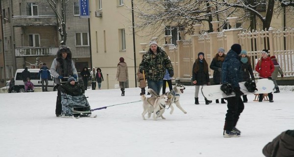 По улицам Львова горожане катаются в собачьих упряжках