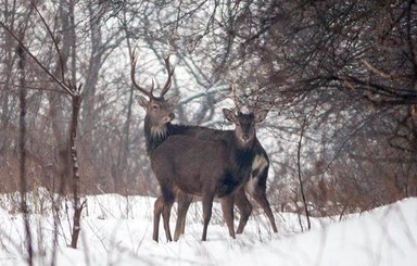 На Хортице можно покормить оленей