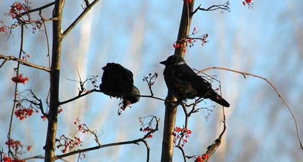 В среду, 14 января, днем до 9 градусов тепла