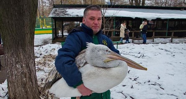 Одесситы спасли отбившегося от стаи пеликана