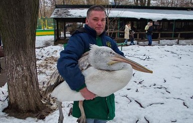 Одесситы спасли отбившегося от стаи пеликана