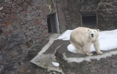 У николаевской медведицы появился жених за 120 тысяч долларов