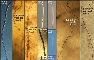 Ученые обнаружили организм, который не эволюционировал два миллиарда лет