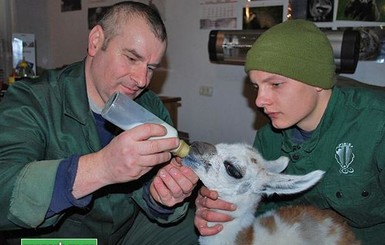 В Ровенском зоопарке – бэби-бум!