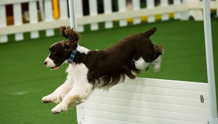 Больше, чем друзья: в США прошла старейшая в мире выставка собак Westminster Kennel Club