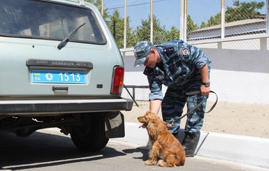 В Кривом Роге спаниель 