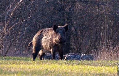 В Запорожском заповеднике гуляют новорожденные кабанчики