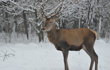 У прикарпатского Цезаря выросли рога