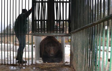 Медведь Джин из Тернопольщины переехал к подруге на Закарпатье