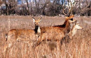 В запорожском заповеднике стало больше кабанов и косуль