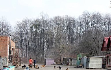 На Волыни ограбили приют для собак