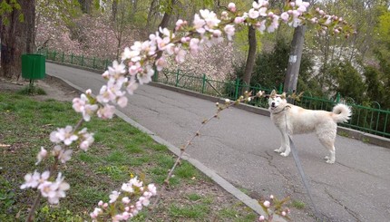 В киевском ботсаду - пик цветения магнолии