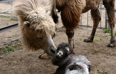 А одесский верблюжонок веселит людей с пеленок