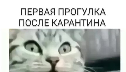 Ослабление карантина и его продолжение: актуальное о коронавирусе в мемах и шутках