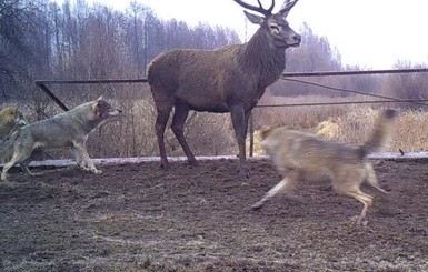 Леса под Припятью очистят от сухостоя, животных будут подкармливать