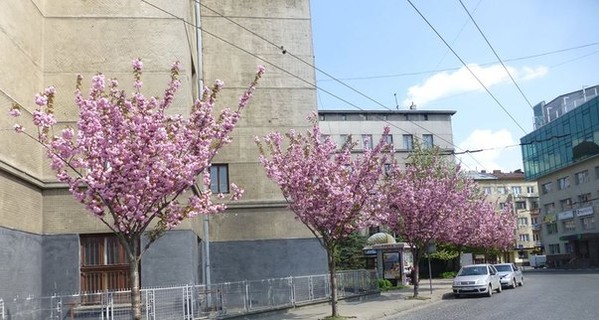 Во Львове расцвела сакура