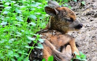 У лошадей в одесском зоопарке родилась блондинка дочь