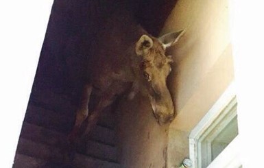 В Буче объявили план-перехват лося