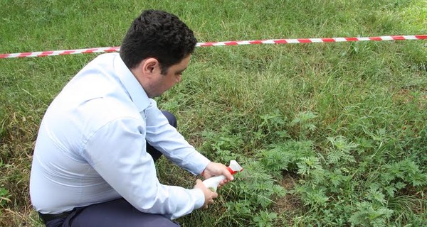 Запорожские биологи изобрели средство для борьбы с амброзией 