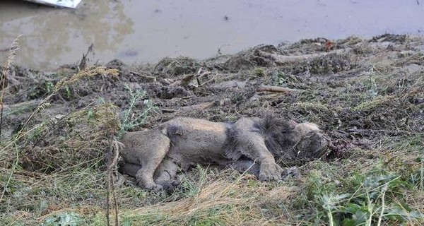 В Тбилиси нашли последнего сбежавшего зверя