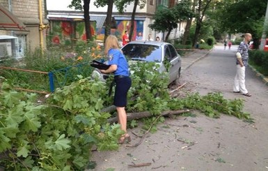 Деревья на харьковчан падают после бури и просто так