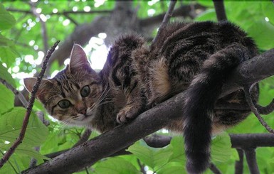 На спасение котенка деньги собирали всем двором