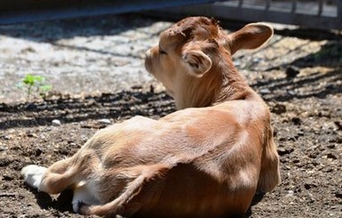 В одесском зоопарке родился детеныш у волов и ламенок по имени Ночка