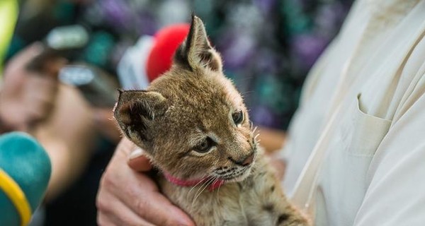 У семейства рысей есть теперь Марыся 