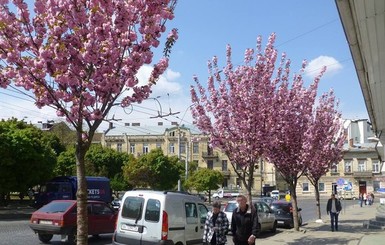 Во Львове в Лычаковском районе высадят магнолии, а на Сыхове - калину