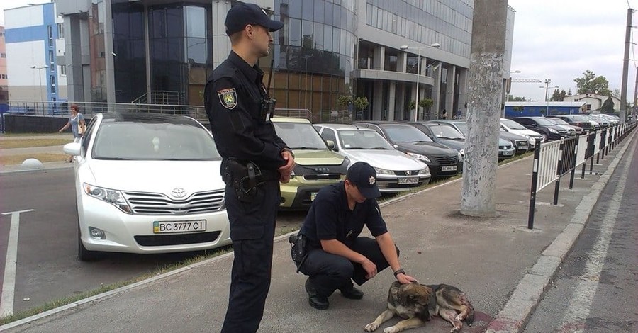 Во Львове полицейские спасали раненую собаку