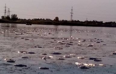 Рыбу в Лимане убили водоросли