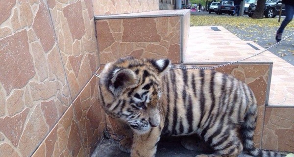 Одесситы завели дома тигренка и выгуливают его на поводке