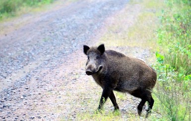 В Германии дикий кабан подружился с коровами