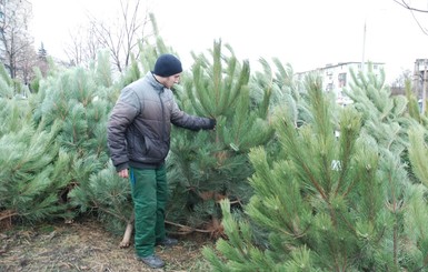 Запорожцы не спешат за дорогими елками