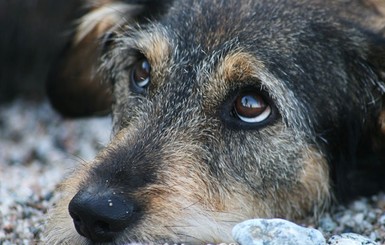 Студентка, спасенная бродячим псом, потеряла память