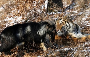 Тигр Амур и козел Тимур отметили месяц совместной дружбы