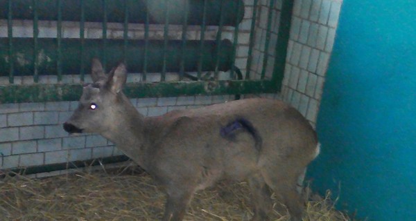 Под Николаевом водитель спас попавшего под колеса косуленка