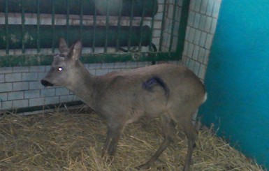 Под Николаевом водитель спас попавшего под колеса косуленка