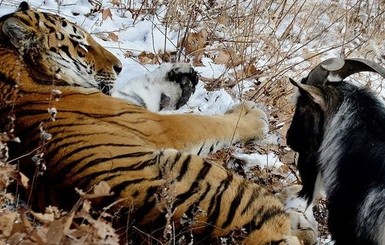 Амур и Тимур больше не вместе